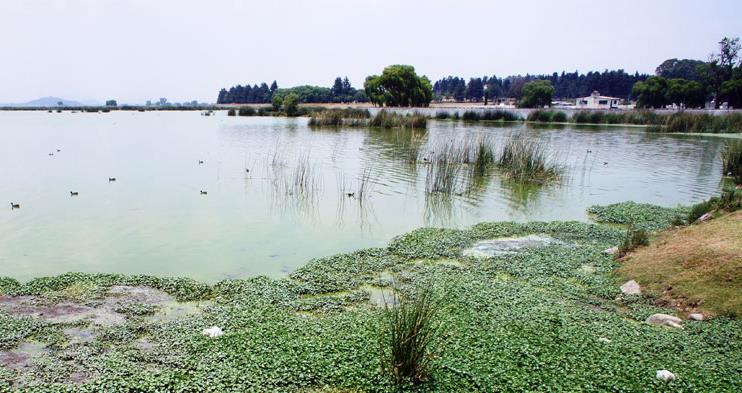 Algae in a groundwater-fed lagoon