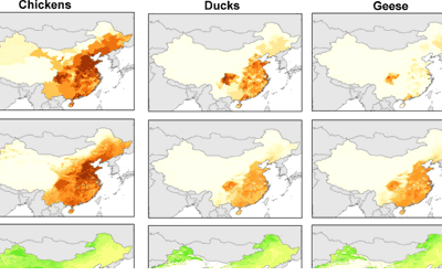 Modelling the Distribution of Chickens, Ducks, and Geese in China
